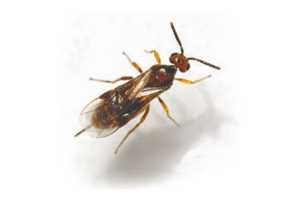 Mehlmottenschlupfwespe (Habrobracon hebetor)