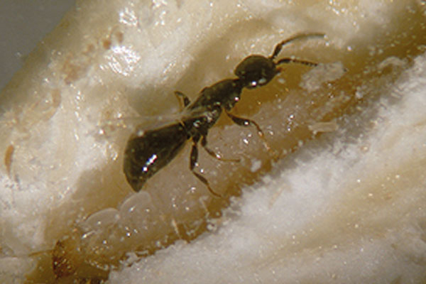 Ameisenwespchen (Cephalonomia tarsalis)