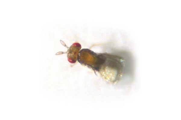 Trichogramma-Schlupfwespe (Trichogramma evanescens)