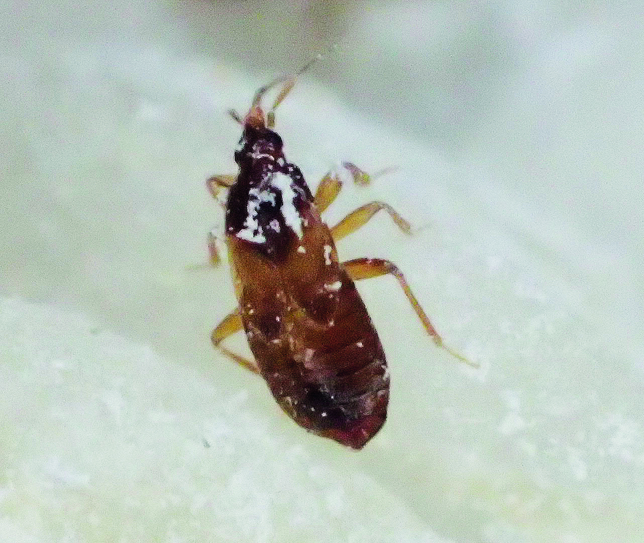 Lagerpirat (Xylocoris flavipes)