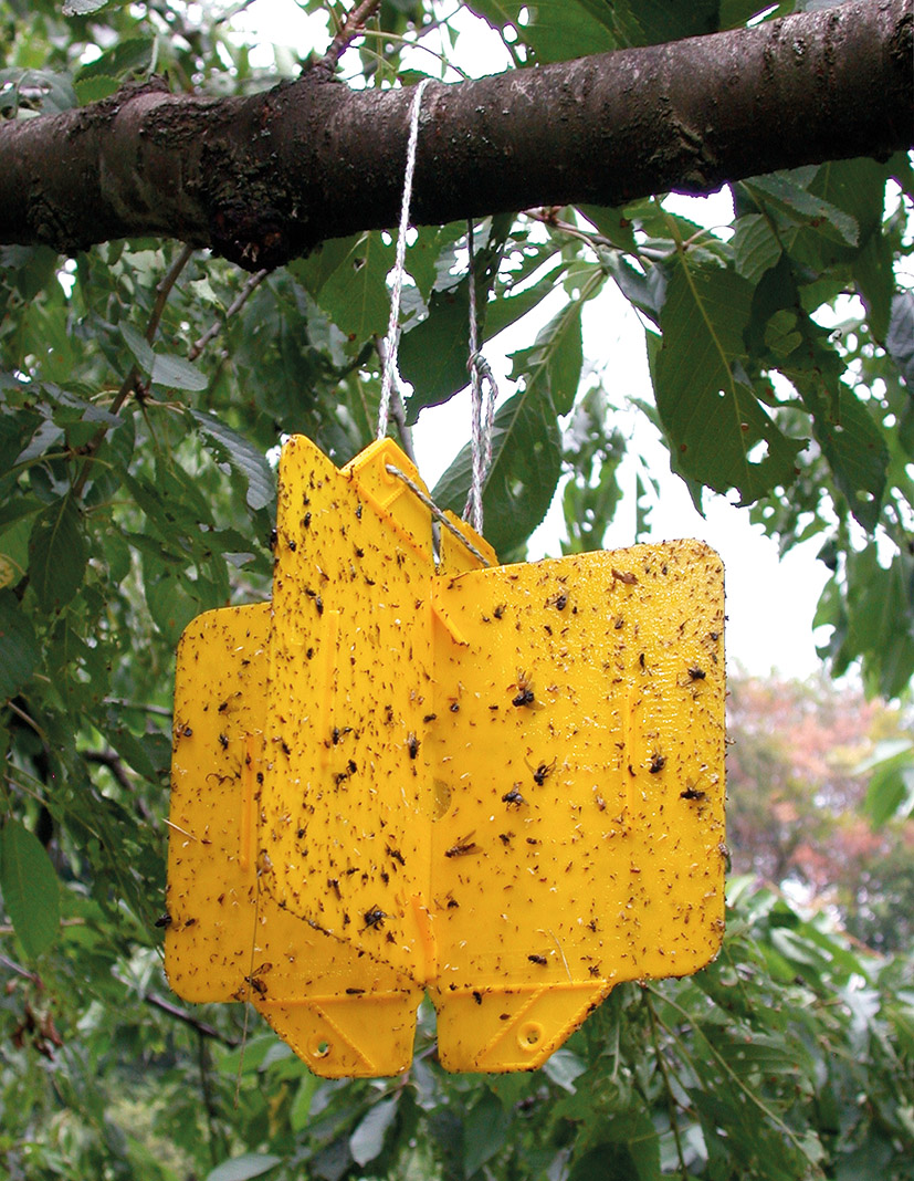 Rebell® Klebefallen