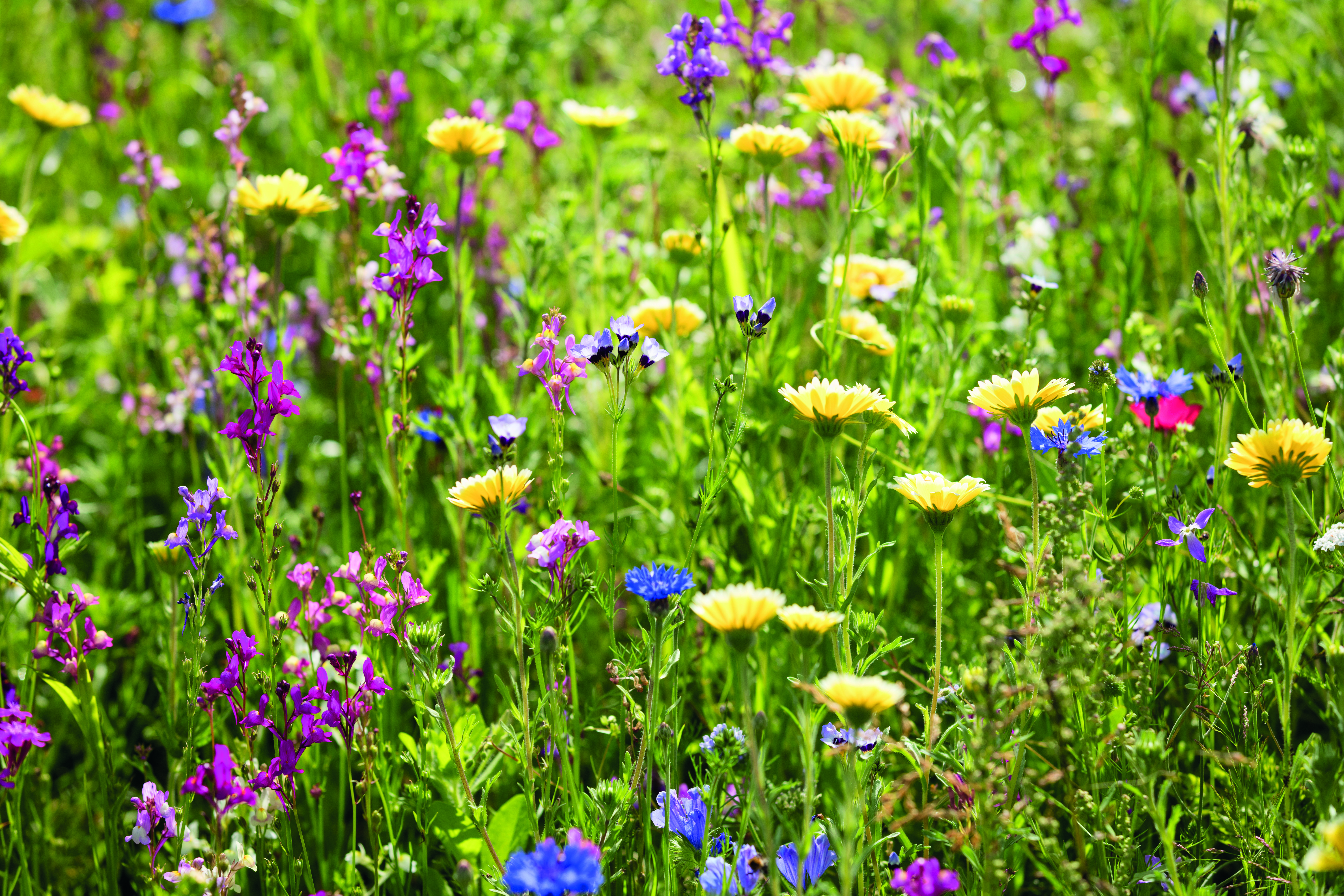 Bienenweide - Die Blütenreiche