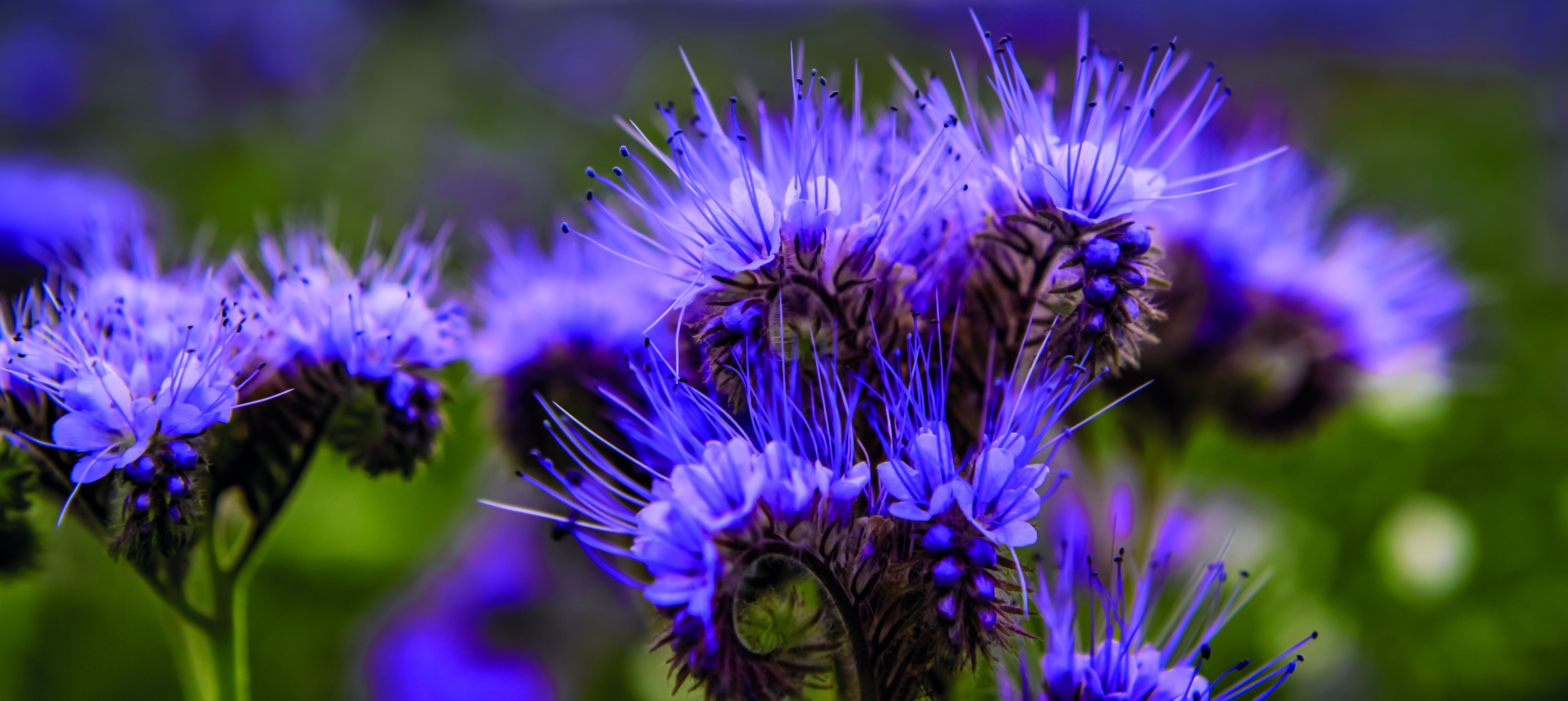 BIO Phacelia