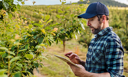 Ein Mann steht in einer grünen Plantage und betrachtet aufmerksam ein Tablet in seiner Hand. Er trägt eine dunkelblaue Baseballkappe und ein kariertes Hemd. Im Hintergrund erstrecken sich gepflegte Reihen von Pflanzen, während die Sonne die Landschaft nat