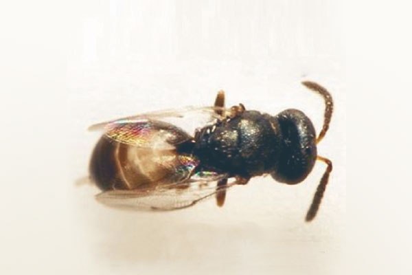 Lagererzwespe (Lariophagus distinguendus)