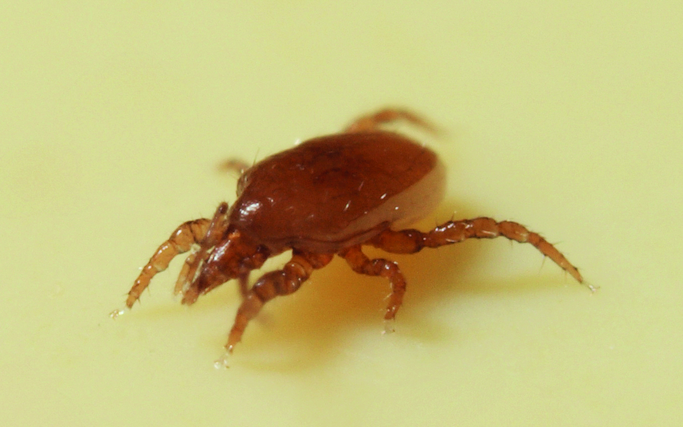 MuscaMorte® Raubmilbe Biomite (Macrocheles sp.)