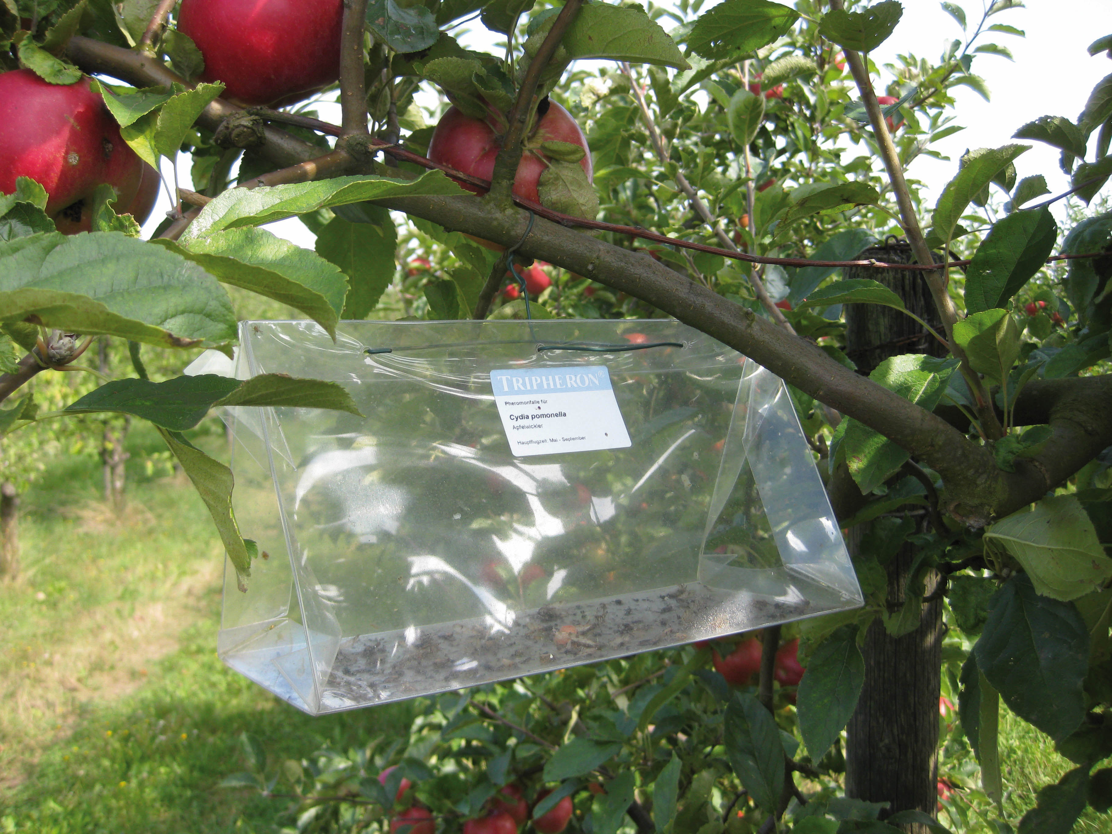 Tripheron® Pheronomfallen Gemüsebau Dispenser